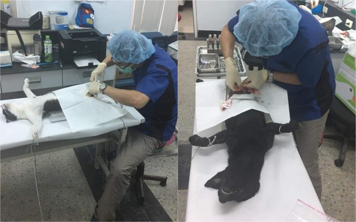 高雄動保處獸醫師至高雄原鄉地區替犬貓進行絕育手術。 高雄市動保處/提供
