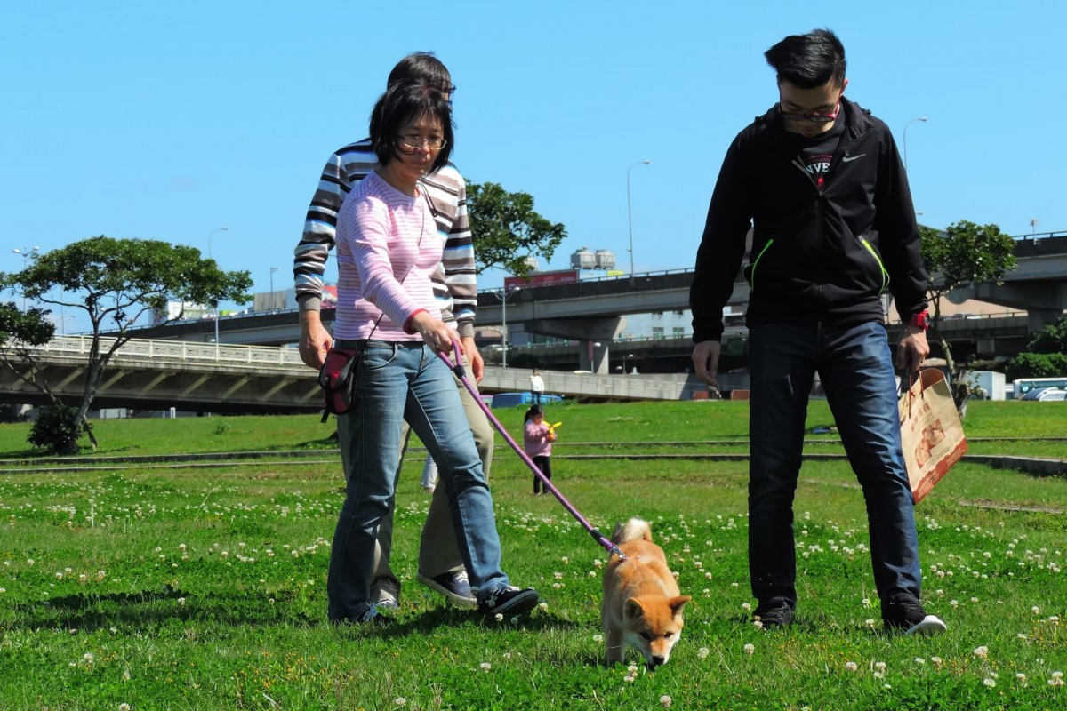 飼主帶愛犬出門散步時務必繫上牽繩，台北市今年已有30名飼主沒繫牽繩而被開罰。 台北市動保處/提供