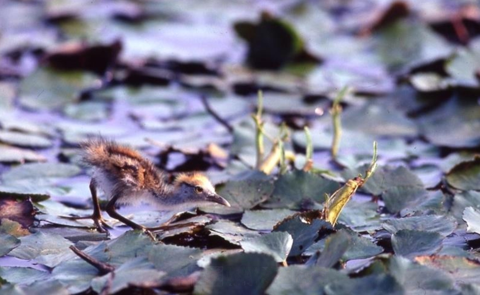 高雄洲仔濕地的水雉寶寶孵化後，穿梭在濕地內。 高雄市養工處、鄧伯齡/提供