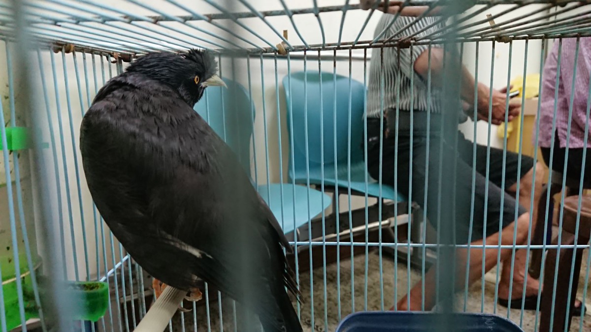 三重區一處民宅因私自飼養保育類臺灣八哥遭動保處與保七查獲。 新北市動保處/提供