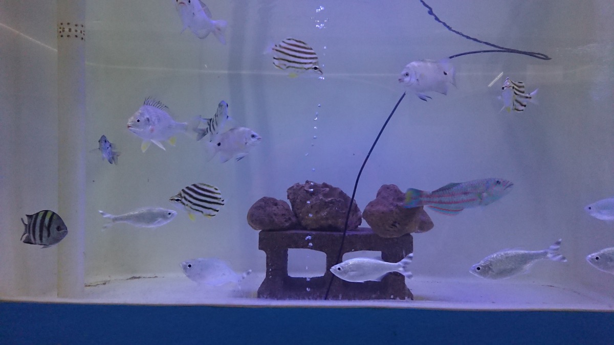 海洋資源復育園區內有模擬海底礁岩的生態缸。 新北漁業處/提供