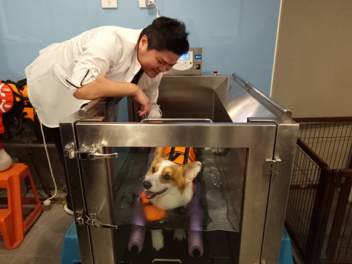 新北市首創動物醫院及特定寵物業者經過培訓後設置「寵物長照機構」。)圖為動物醫院對後肢癱瘓動物進行水療療程) 新北市動保處/提供