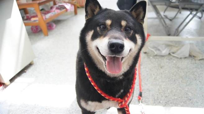 走失的黑柴被民眾拾獲後送至動防所安置。 基隆動物保護防疫所/提供