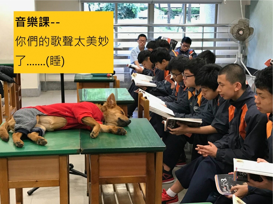 三多國中校犬「黑鼻」與學生們一起在教室上音樂課。 新北市動保處/提供