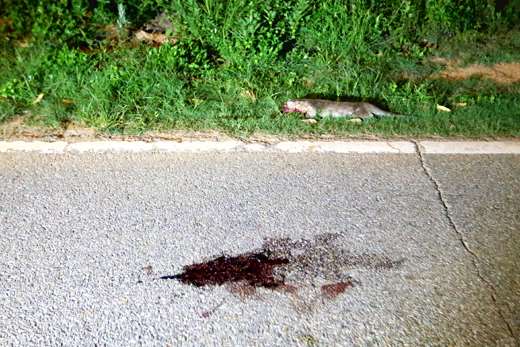 金門傳出一起瀕臨絕種的歐亞水獺遭路殺的不幸消息。 金門縣府/提供