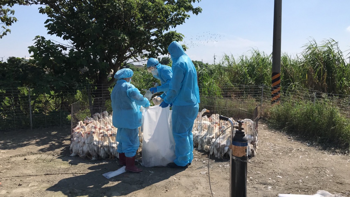 彰化縣芳苑鄉鴨場被檢測出H5N2禽流感病毒,場內444隻肉鴨已全數撲殺。 彰化縣動物防疫所/提供