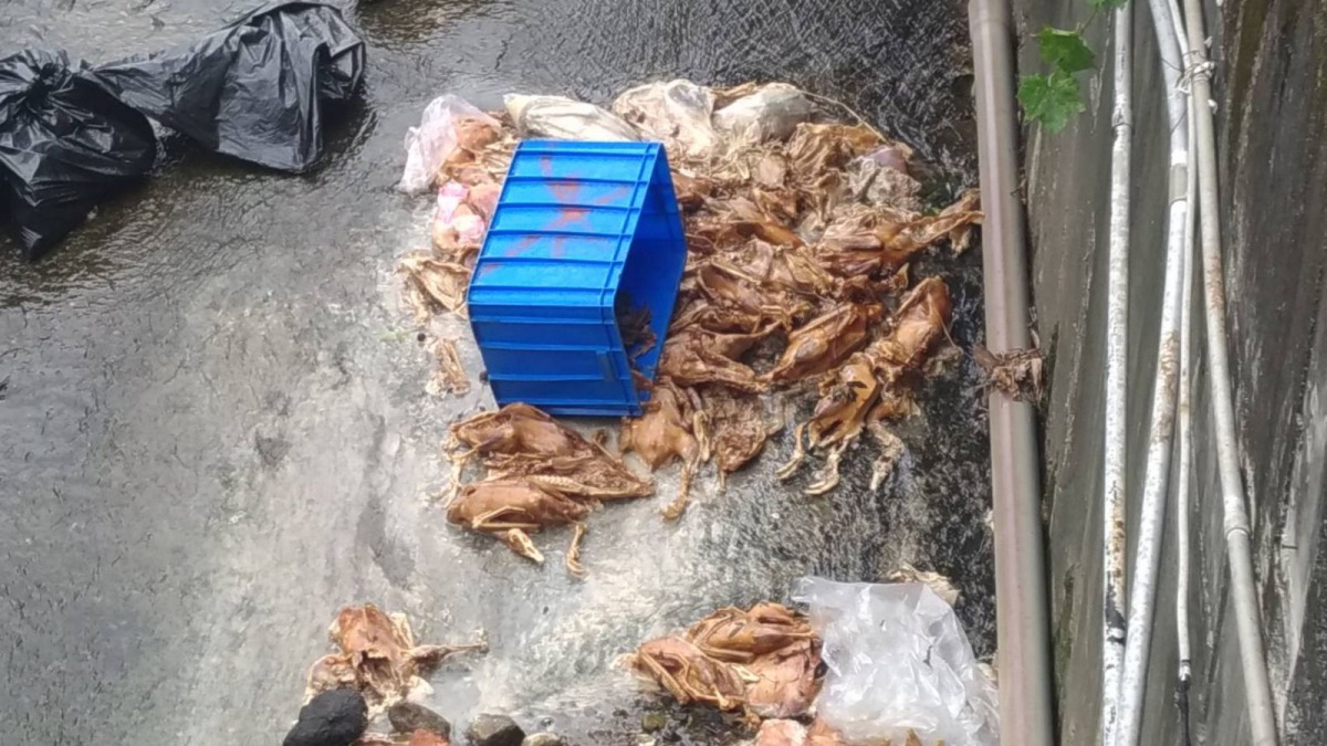新北市中和區一處排水溝內被民眾發現有大量鴨隻屍體遭隨意丟棄。 新北市動保處/提供
