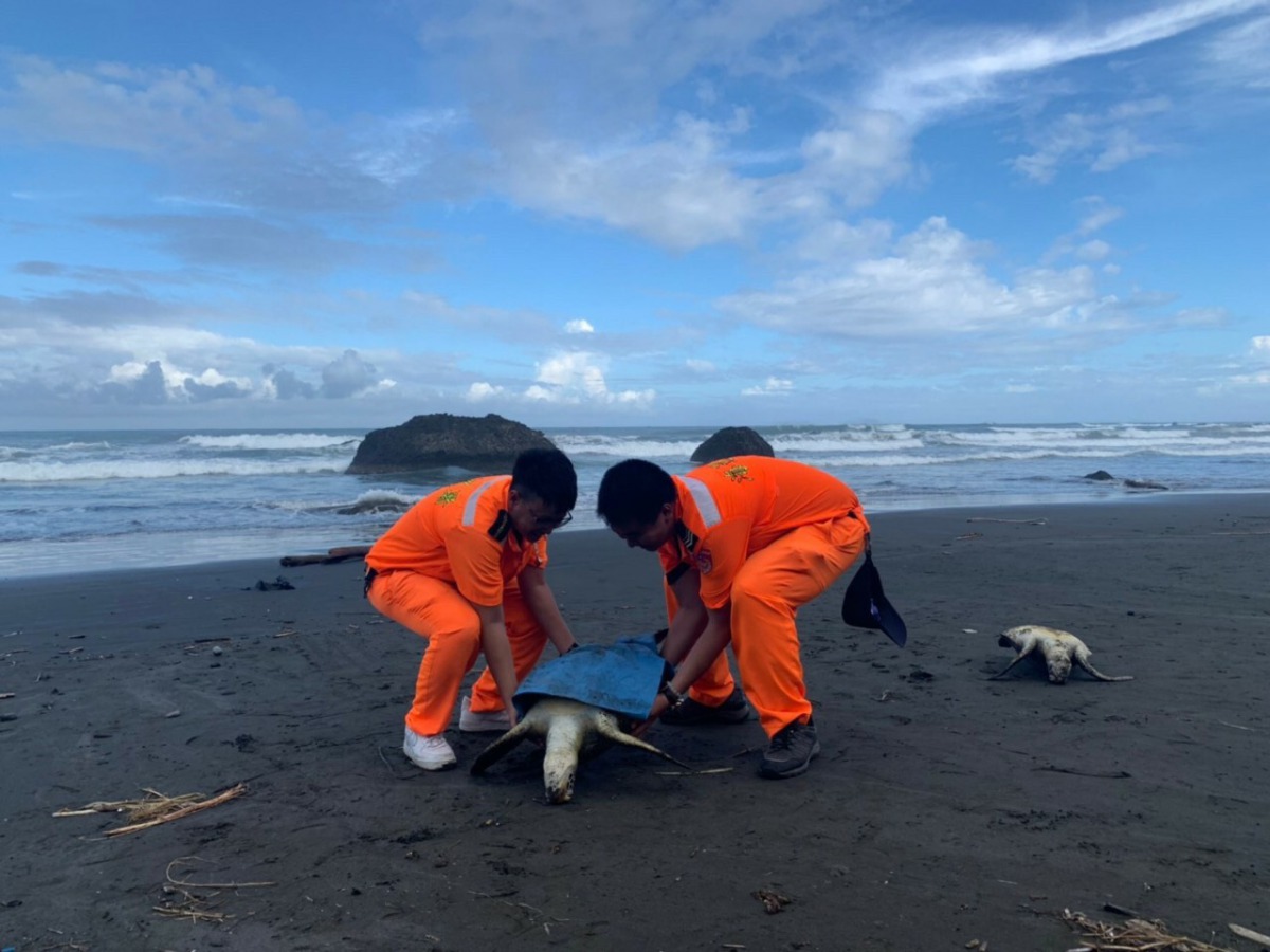 民眾在台東縣都歷沙灘發現兩隻死亡海龜，於是通報海巡協助處理。 第一三岸巡隊/提供