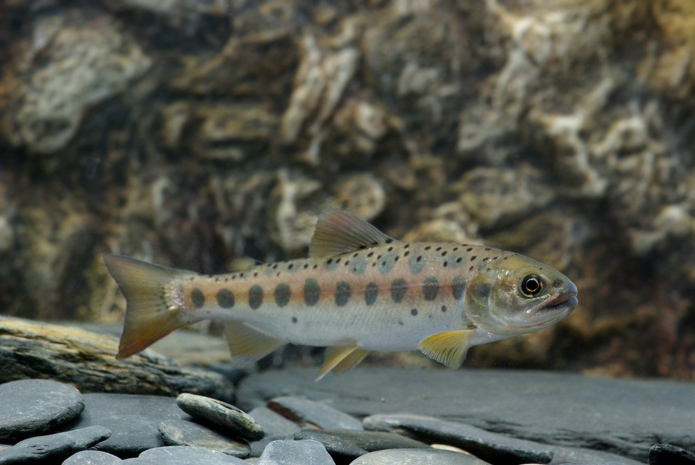 臺灣鉤吻鮭曾一度只剩下不到300尾,經過雪管處與各單位的努力下,至今數量已增加6800尾。 雪霸國家公園管理處/提供