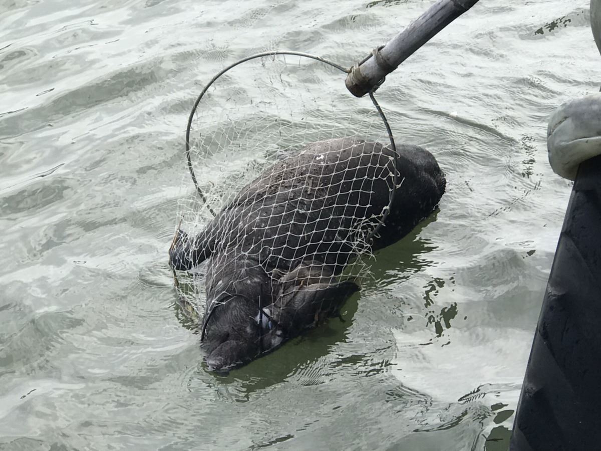 屏東縣東港鎮東琉線碼頭水域驚見一頭，防疫所隨即趕到現場進行處理。 屏東縣動物防疫所/提供