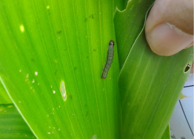 嘉義市玉米植株受到秋行軍蟲幼蟲危害。 防檢局/提供