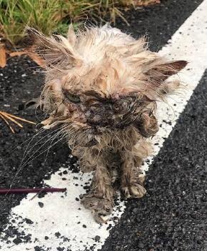 「貓爺爺」曾因虐待貓咪而遭重罰,近日又被發現沒有妥善飼養貓咪。翻攝/黃敬平議員臉書