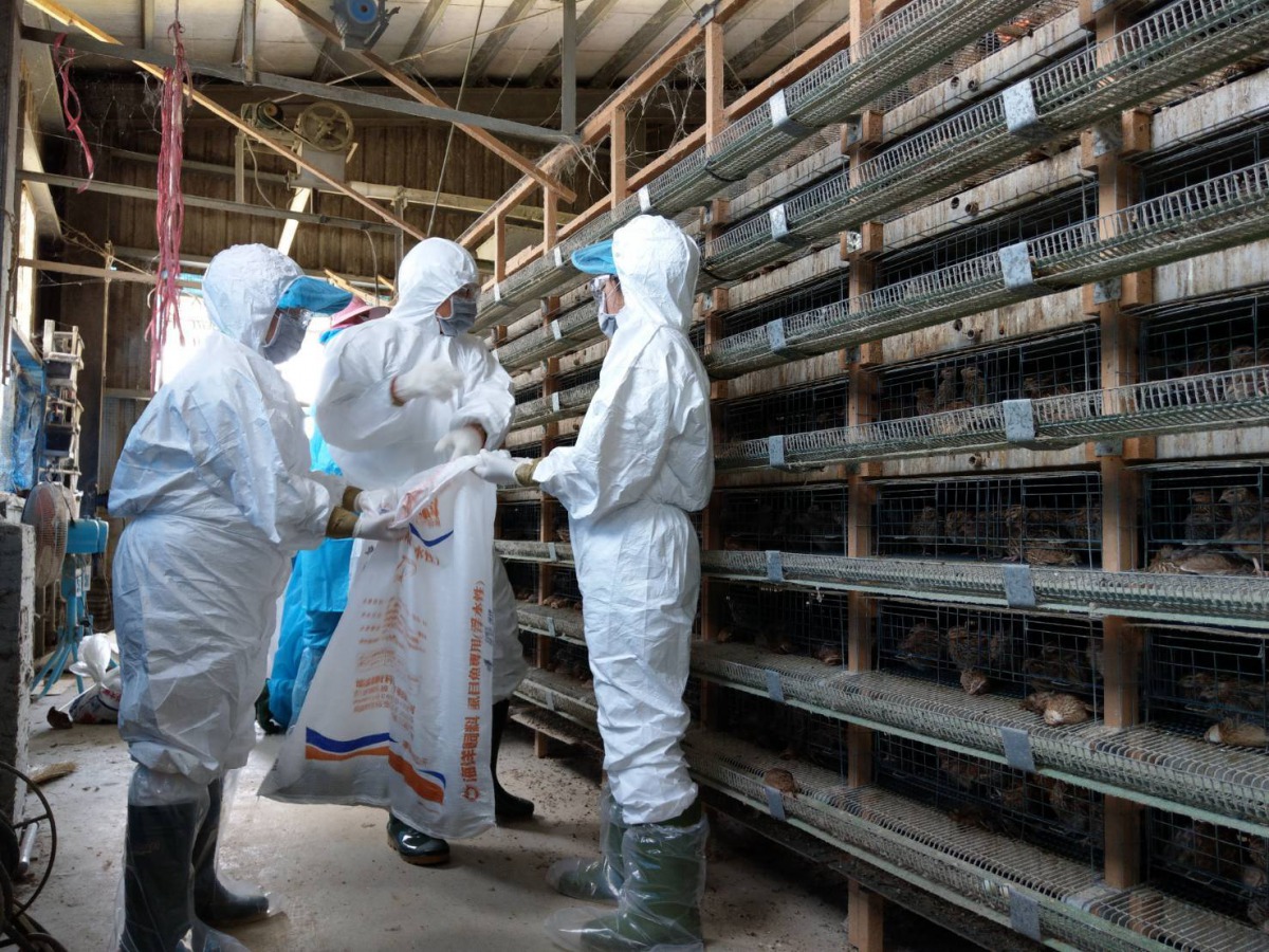 嘉義縣一處鵪鶉場傳出禽流感疫情,防疫人員隨即前往撲殺場內4.6隻鵪鶉。 嘉義縣家畜疾病防治所/提供