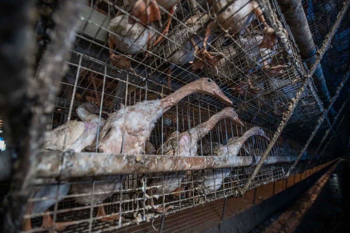台灣約有15~20%的鴨子是以「格子籠」的方式飼養。 台灣動物社會研究會/提供