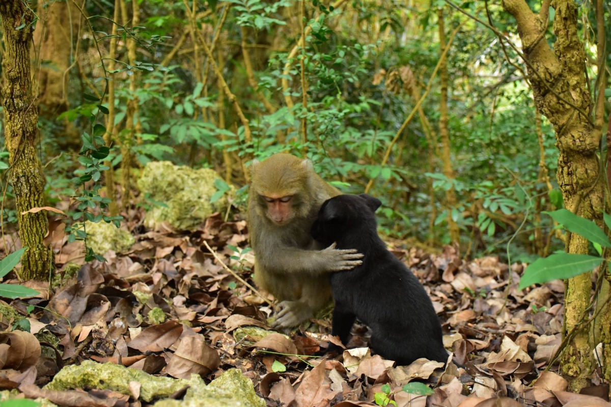 壽山的小獼猴照顧著小黑犬。 林先生/提供
