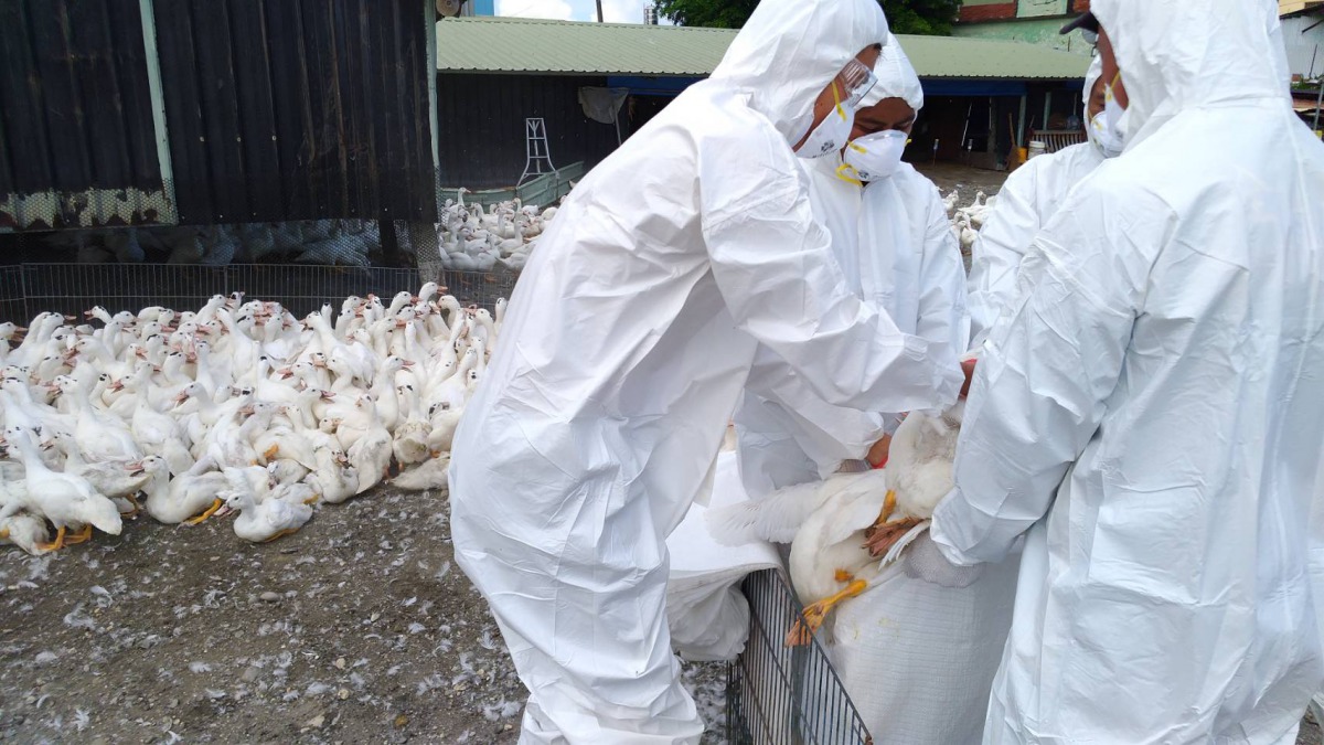 雲林縣及屏東縣各1處鴨場被驗出H5N2禽流感,共計撲殺9481隻鴨。 屏東縣政府/提供