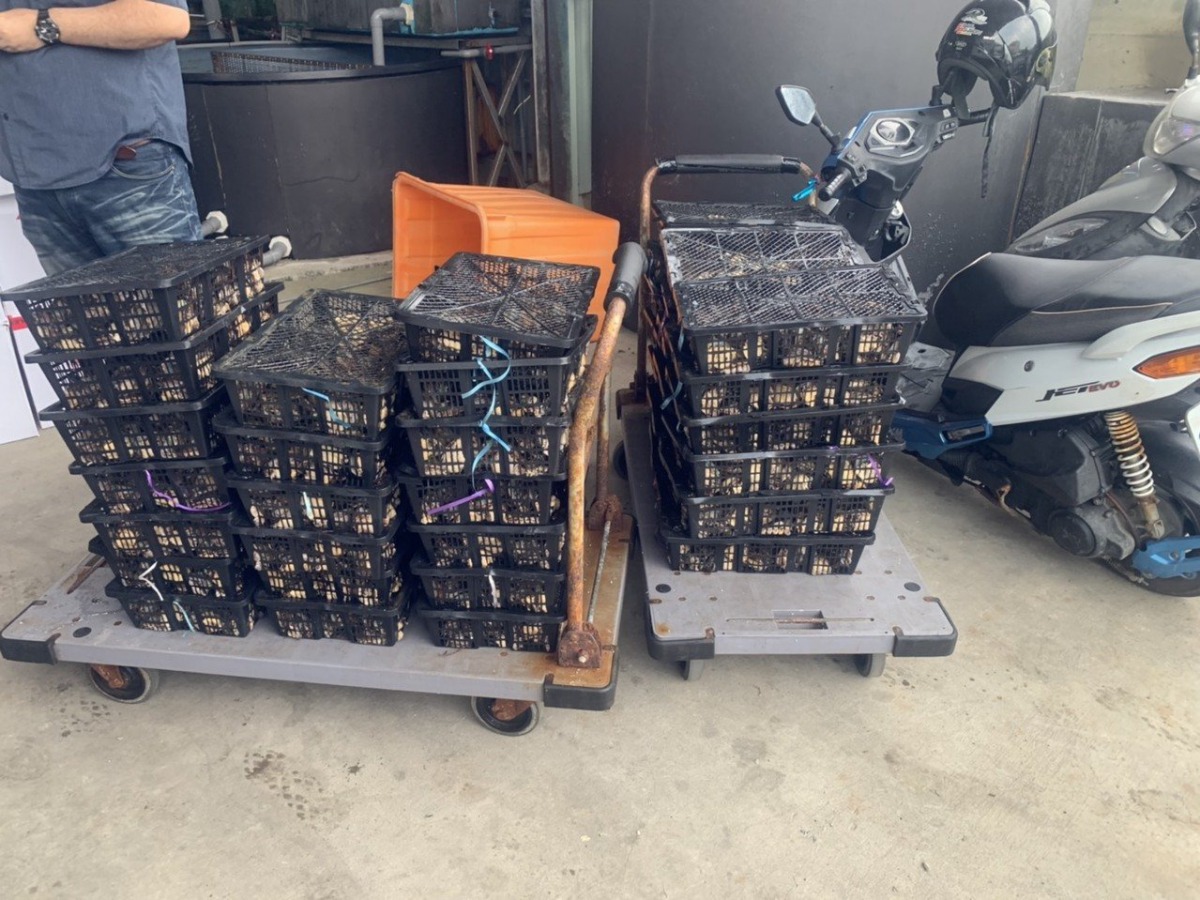 海巡查獲業者偷跑174.98公斤活鮑魚。 海巡基隆查緝隊/提供