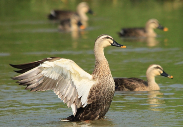 華江雁鴨自然公園是許多野鳥的棲身之所,因此嚴格禁止烤肉、放鞭炮等行為。 資料照片 台北市動保處/提供