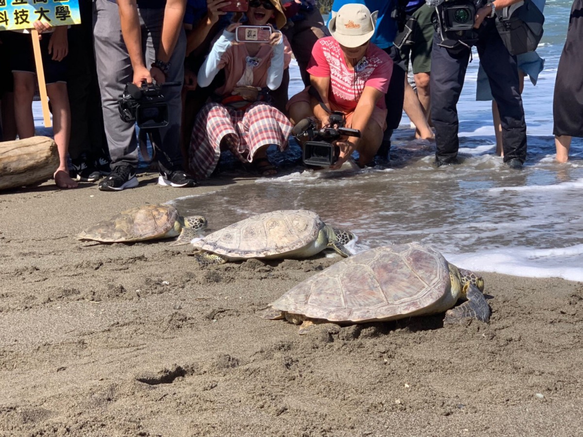 台東縣政府與海巡署東部分署合作舉辦野放活動,順利幫助5隻海龜回到大海。 海巡署東部分署/提供