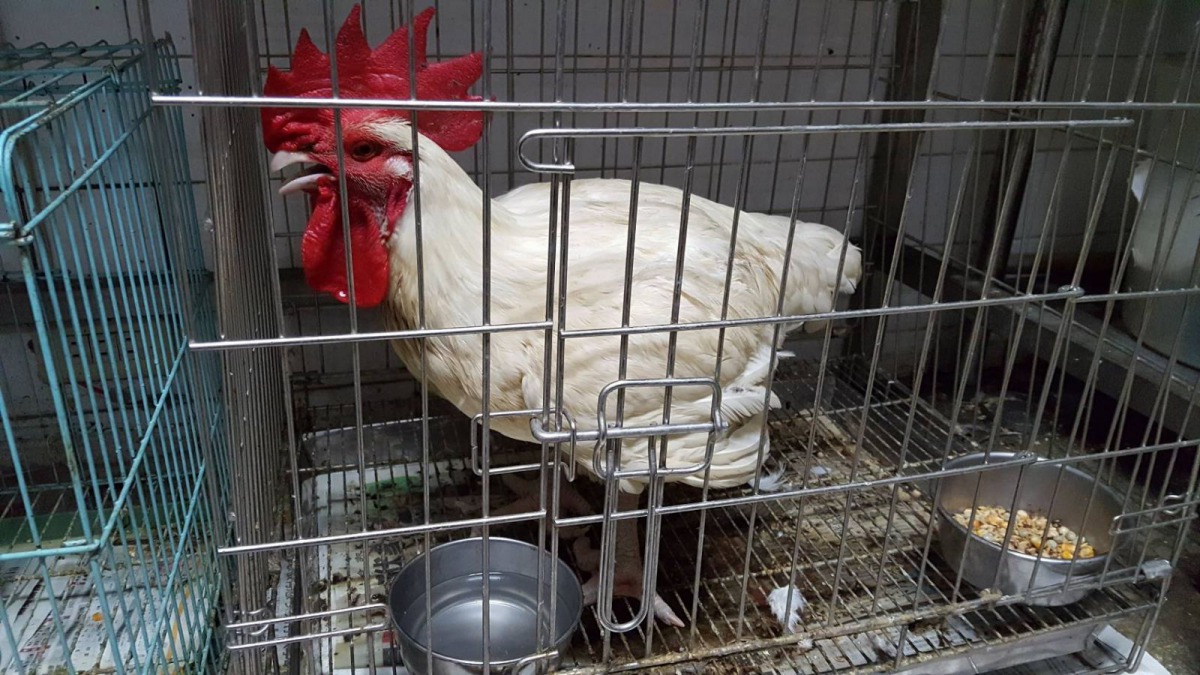 民間喪葬習俗中,常取「白鳳」雞冠鮮血開光,但在儀式結束後往往被不肖業者隨意放生。 新北市動保處/提供