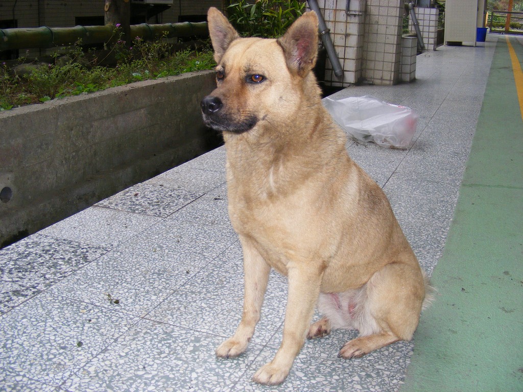 大成國小的校犬「阿醜」陪伴師生們度過17年的時光。 新北市動保處/提供