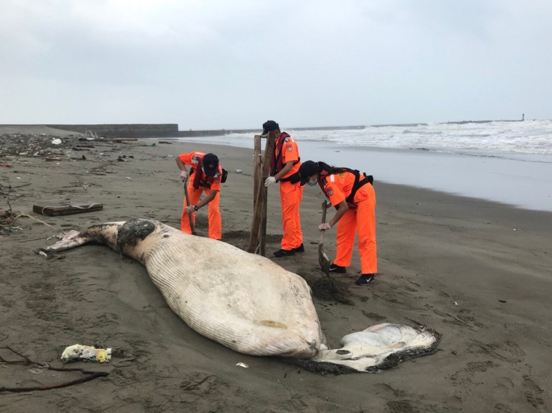 一隻罕見的鬚鯨被發現陳屍在苗栗外埔岸際上。 第三岸巡隊/提供