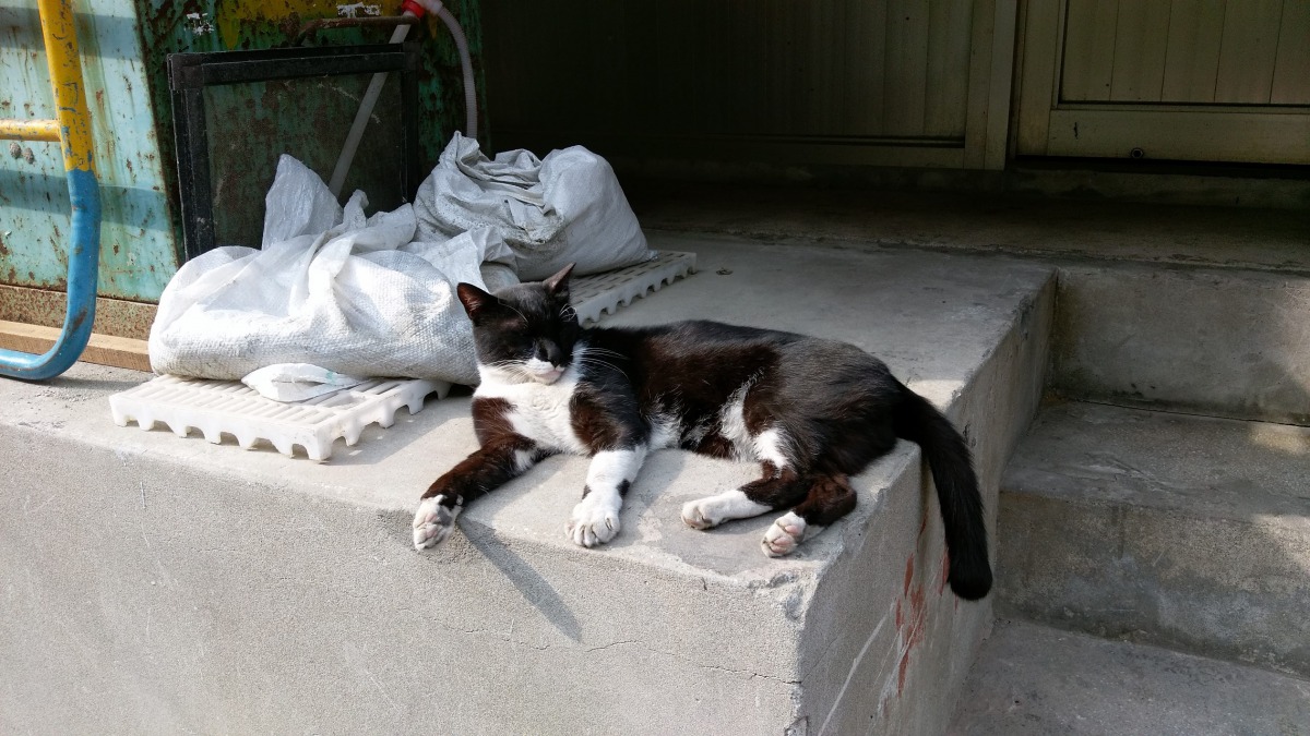 台北市推動「街貓友善照護行動方案」,有8成4的里都曾執行過希望控制街貓數量。 台北市動保處/提供