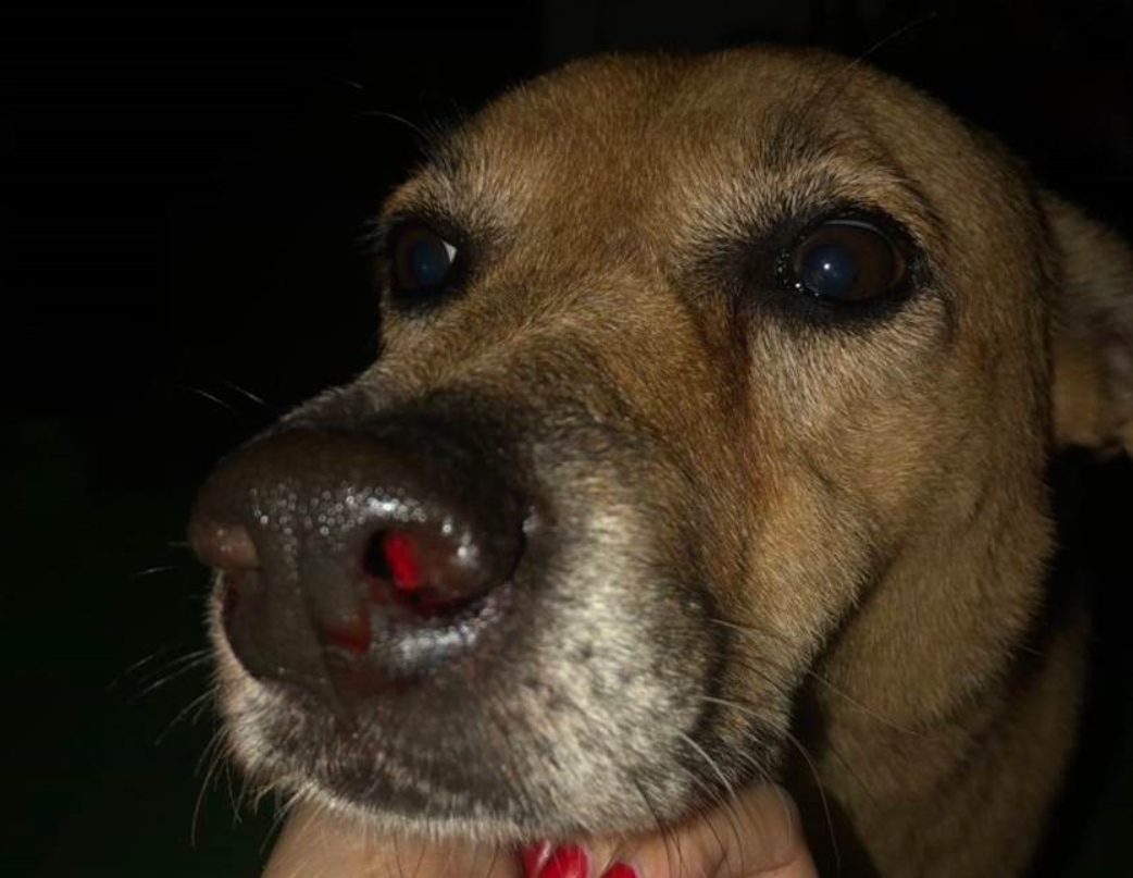 遭不明人士用鉛彈槍枝攻擊的犬隻鼻腔血流不止。 新北市動保處/提供