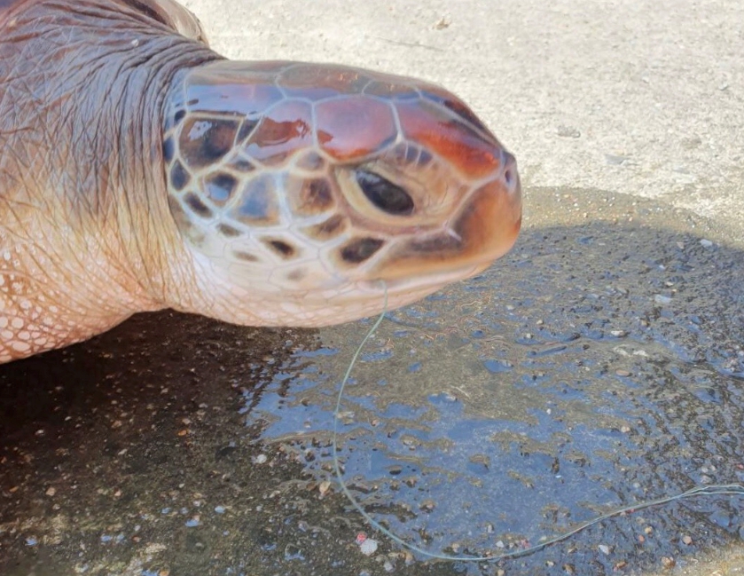 民眾在台南安平商港發現一隻誤吞魚鉤的綠蠵龜。 第十一岸巡隊/提供