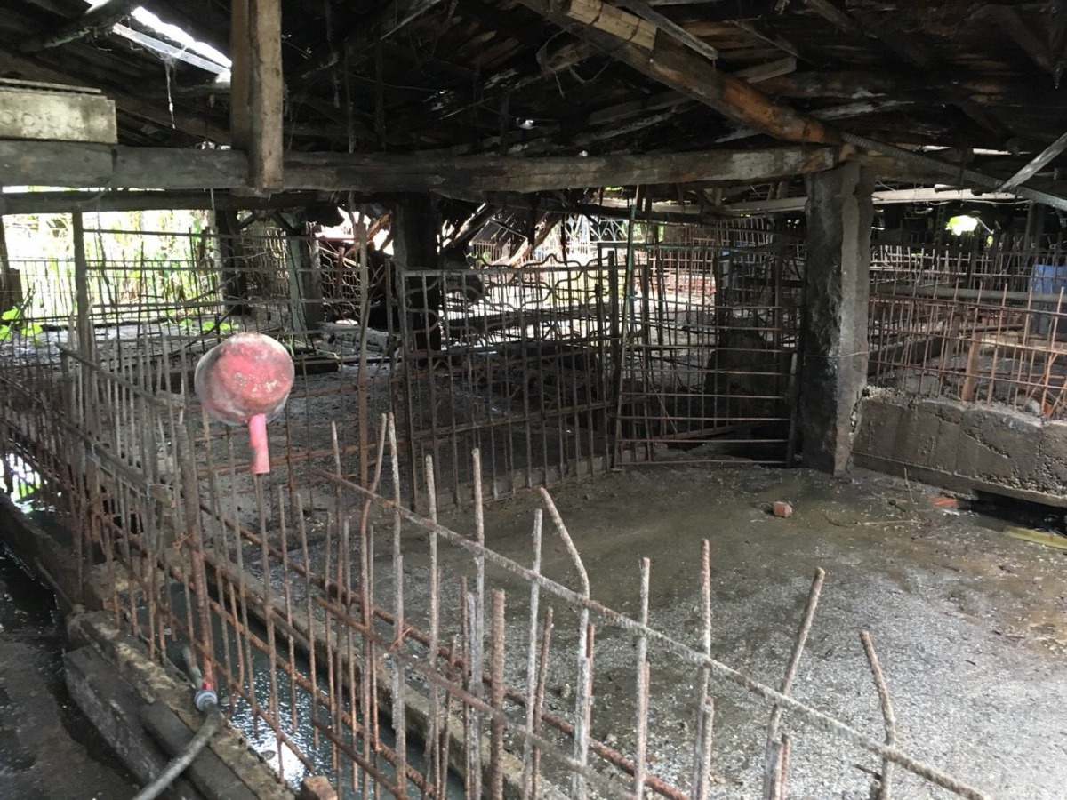 台北市動保處為防範非洲豬瘟，輔導養豬業者進行離牧，現在豬場內都已清空完畢。 台北市動保處/提供