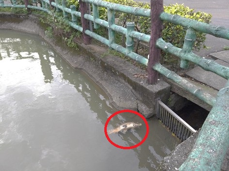 淡水古聖廟水池近日發現有零星烏鰡翻白肚死亡。 新北市動保處/提供