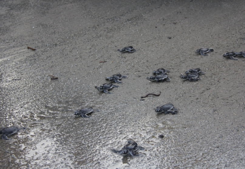 一級保育類綠蠵龜來到台東縣富山漁業資源保育區產卵,36隻剛出生的小小綠蠵龜爬向大海。 台東縣政府/提供