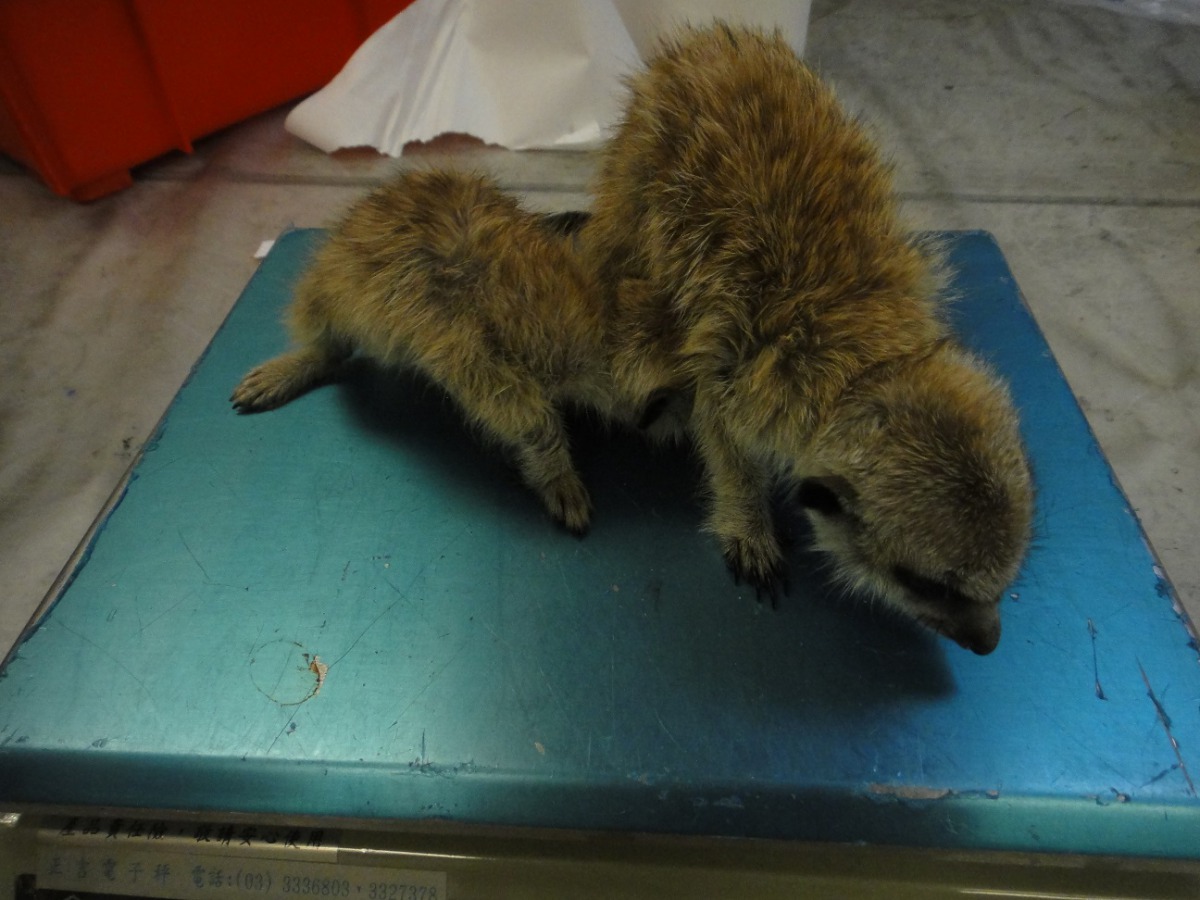 一名台籍旅客私自夾帶8隻活體動物入境,其中有2隻是首見的非洲狐蒙。 關務署/提供