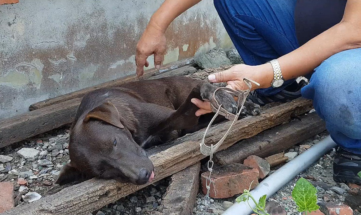 高雄市興達港有一隻黑狗遭捕獸鋏夾傷,當地居民見狀後通報救援。 台灣動物緊急救援小組/提供