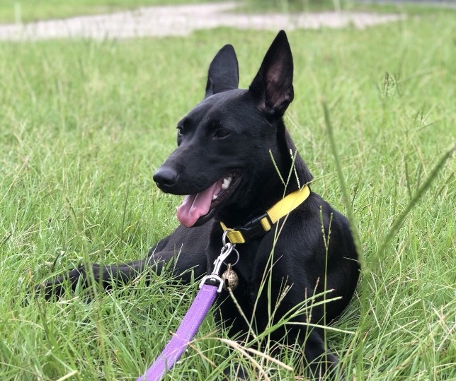 台北市力行國小校長親自從北市動物之家認養的校園犬「小力」。 台北市動保處/提供