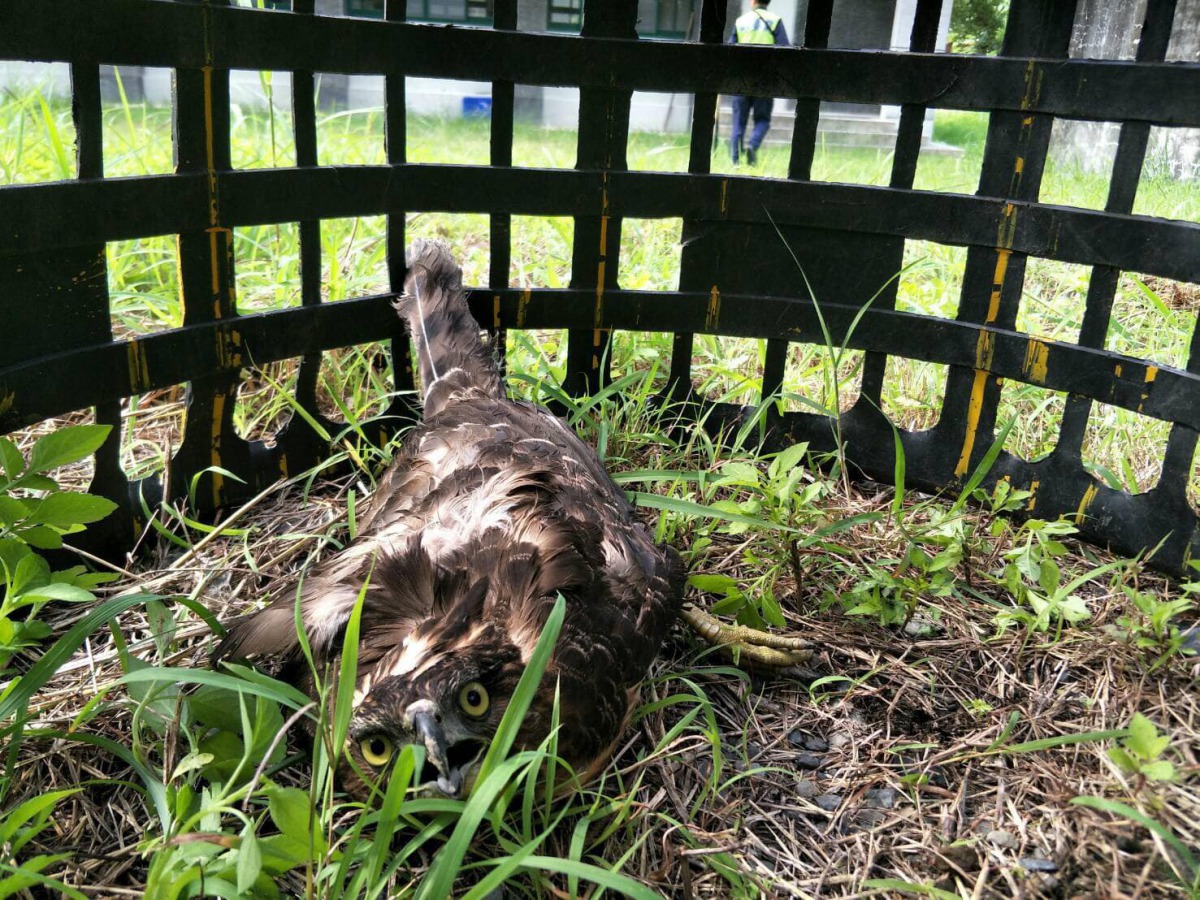 受傷的二級保育類鳳頭蒼鷹被發現落難在台東縣多良派出所草地上。 台東縣警察局大武分局/提供
