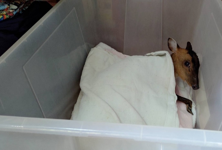 遊客在陽明山上的擎天崗附近發現一隻疑似遭犬隻咬傷的母山羌。  陽明山國家公園管理處/提供