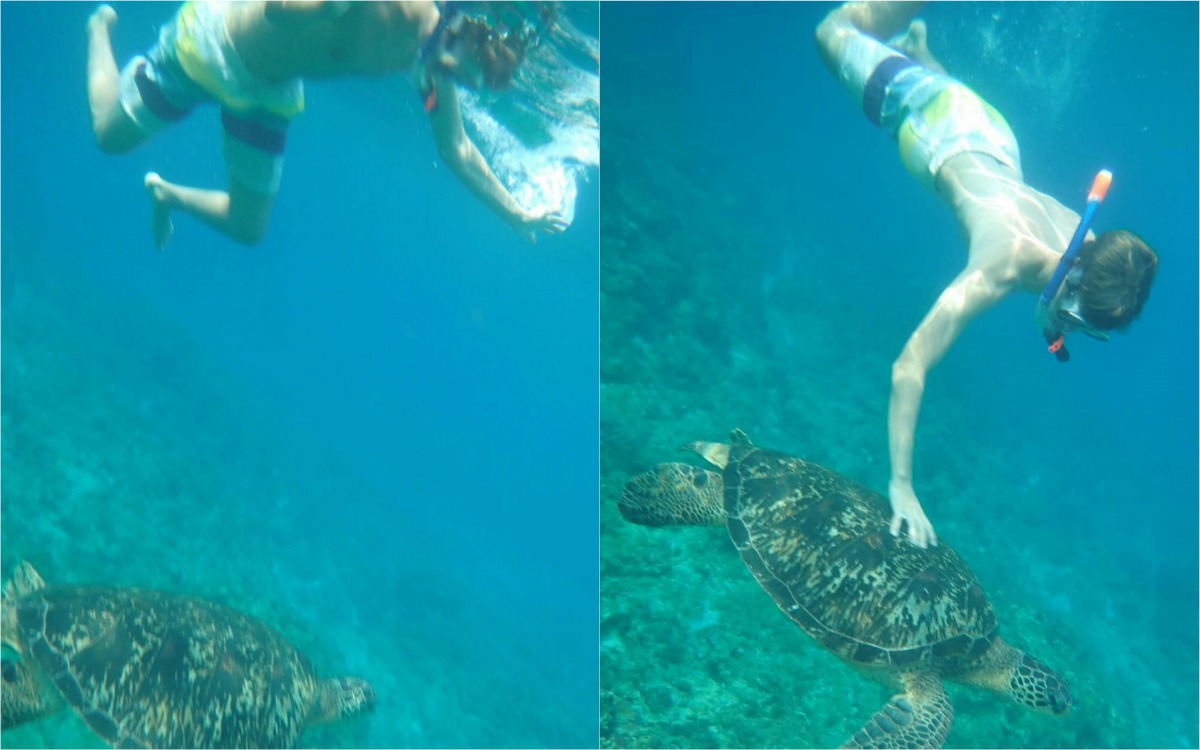 一名來自德國的男子來台觀光,在小琉球潛水時看到海龜經過(左),隨意伸手觸摸(右)已明顯犯法。 海巡署第五岸巡隊/提供