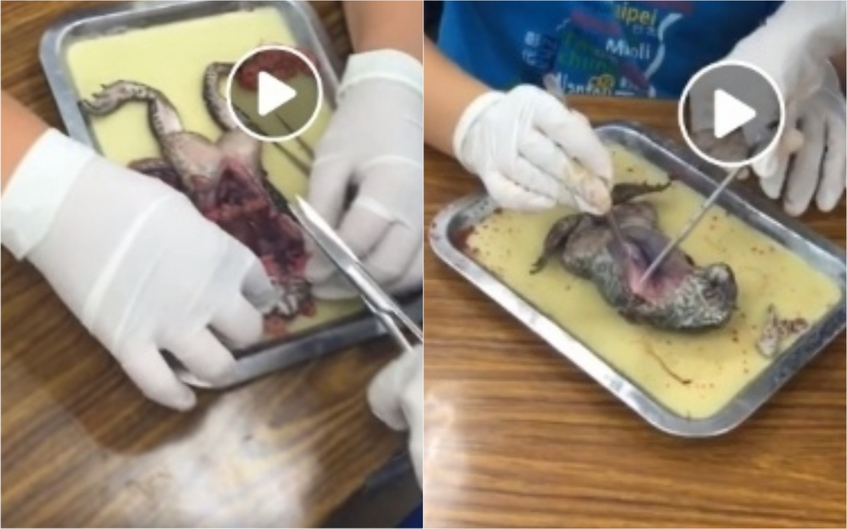 淡水一家補習班在課堂上疑似使用活體牛蛙進行解剖教學,遭民眾向動保處檢舉。 新北市動保處/提供