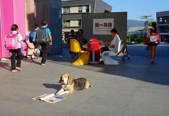 從桃子腳中小學創校時就擔任校犬「嚕嚕米」，在這次新北市校犬人氣票選活動中獲得第一名。 新北市動保處/提供