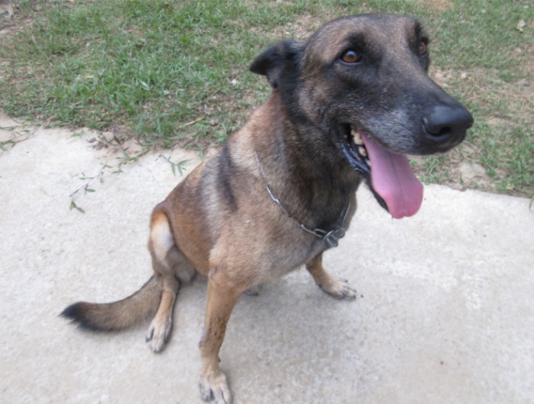 7歲的「路塔斯」已經從憲兵偵爆犬部隊中除役等待民眾認養。 憲兵指揮部/提供