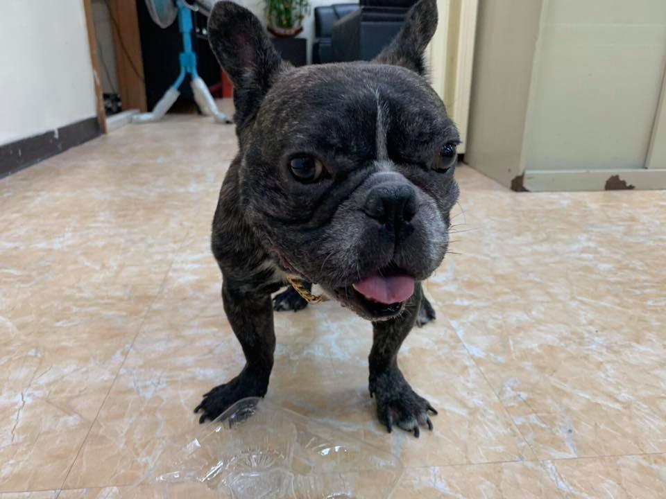 一隻虎斑花紋的法鬥突然闖入基隆七堵派出所,由於身體乾淨、有帶項圈,員警判斷是民眾的走失犬隻。 翻攝/基隆市警察局