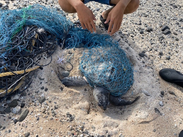 綠島石朗岸際上發現一隻被漁網纏繞的保育類欖蠵龜。 第十三岸巡隊/提供