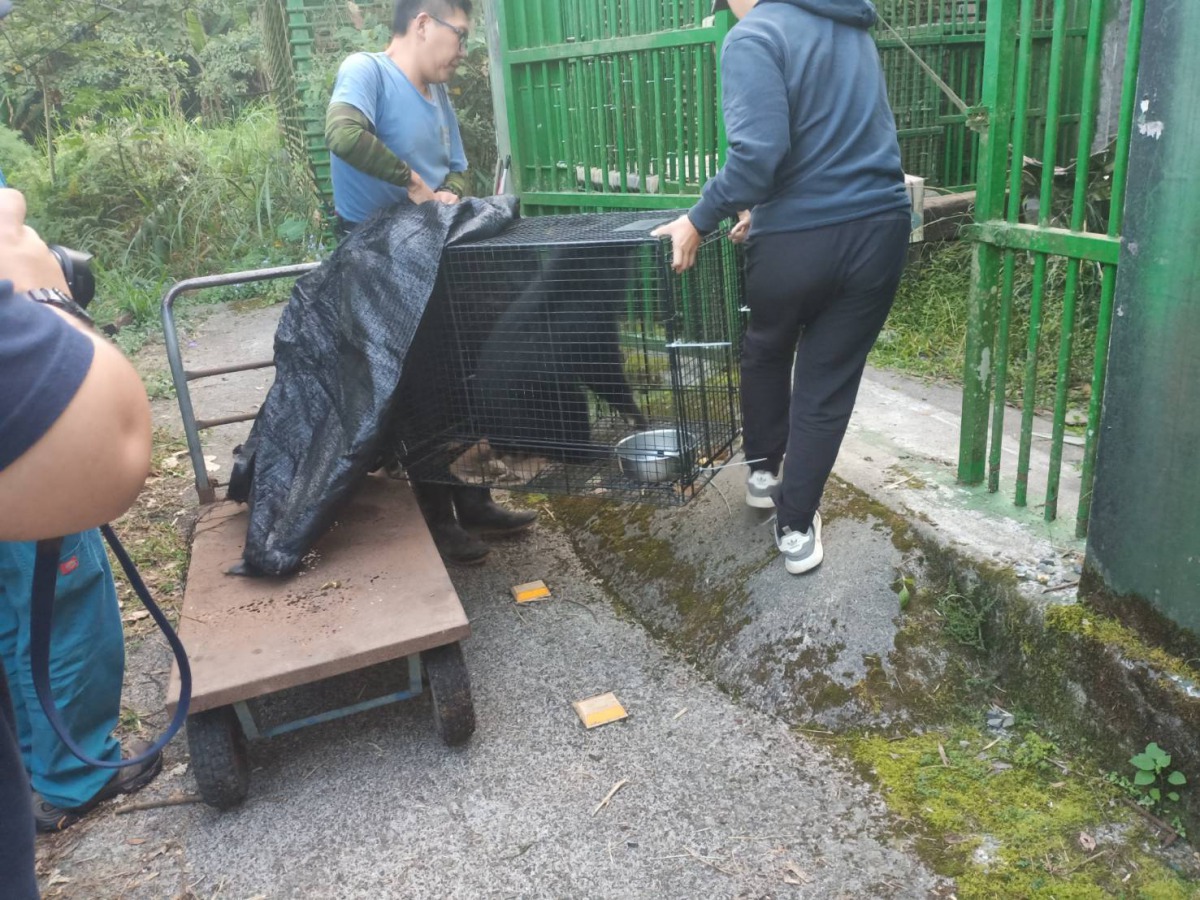 台東林管處將2隻小熊載運至特生中心移地照養，原本的地方將打造野放訓練的野訓場。 台東林管處/提供