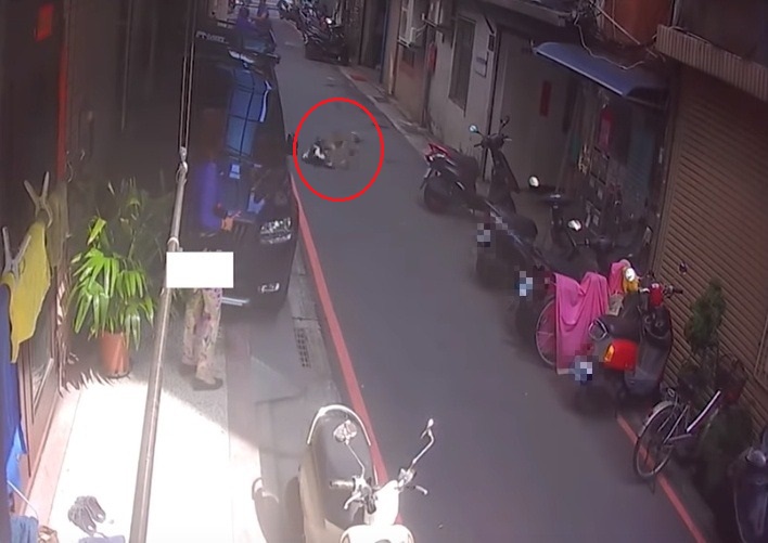 民眾所飼養的家犬偷跑出來後攻擊外頭的流浪貓，導致貓咪死亡。 新北市動保處/提供