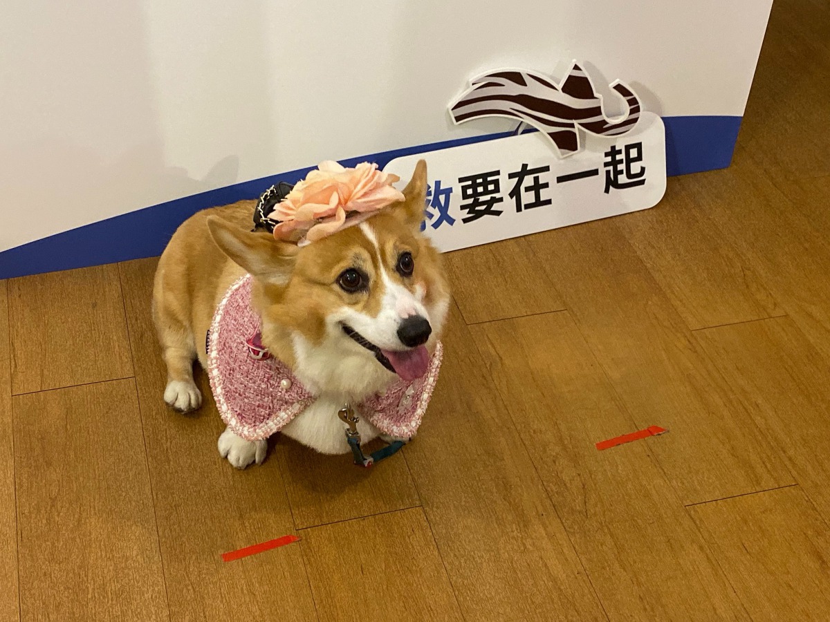 過去待在非法繁殖場被當作種母的柯基犬「Coco」，現在則是飼主的疼愛下享有貴妃般的生活。 姚崇仁/攝