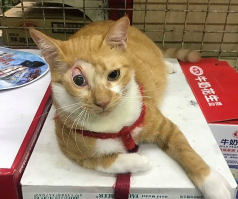 新店動物之家收容了一隻「眼睛上吊」的貓咪,原本以為會難以送養,但不久後就被民眾認養。 新北市動保處/提供