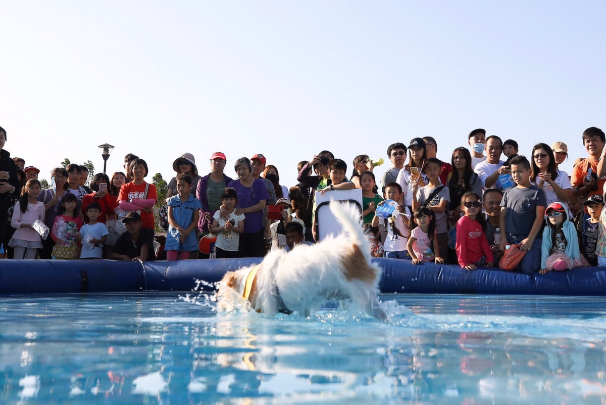 邁入第四屆的新竹市毛寶貝運動會,今年新增狗狗游泳競賽。 新竹市政府/提供