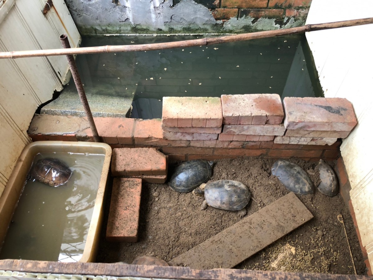 雙北動保處聯合查緝一處位於瑞芳區修車廠內違法捕捉、飼養保育類食蛇龜和柴棺龜。 新北市動保處/提供