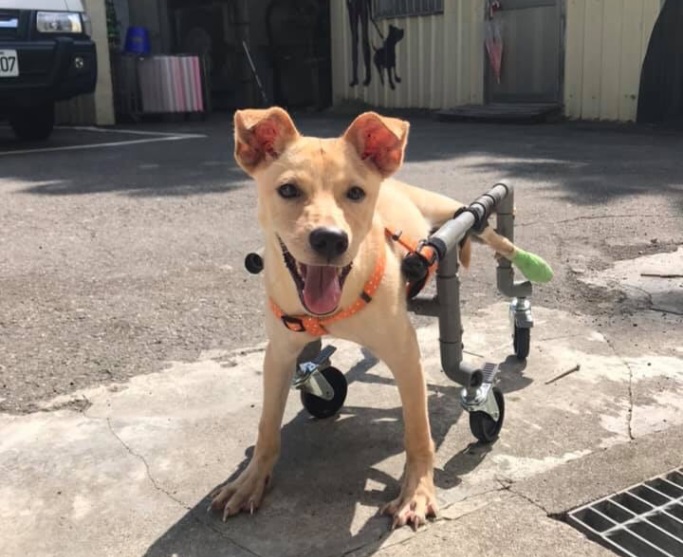 疑似車禍導致後腿癱瘓的「陽陽」,透過輪椅自由自在地奔跑,也重新展開笑容。 新北市動保處/提供